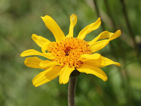 Eine gelbe Arnicapflanze
