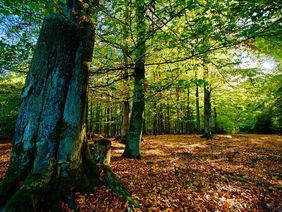 Blick in einen Buchenwald mit belaubten Bäumen und Laub auf dem Boden
