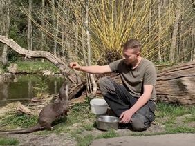 Tierpfleger füttert einen Fischotter 
