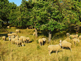 Schafe auf eine Streuobstwiese