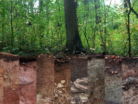 Querschnitt eines Waldes mit verschiedenen Böden.