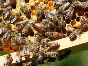 Bienen in Waben