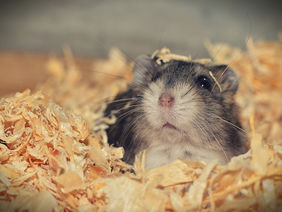 Hamster im Stroh