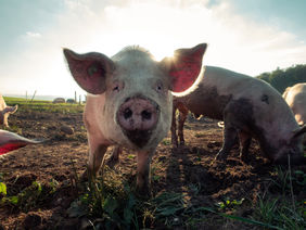 Ein Schwein auf einem Feld bei Sonnenuntergang