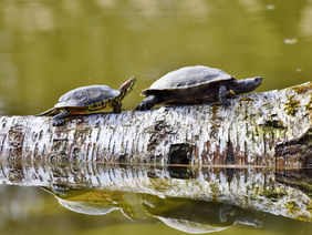 Zwei Schildkröten auf einem Baumstamm