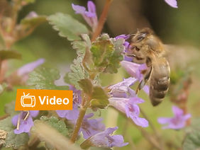 Screenshot Bienenbestäubung
