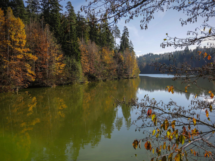 Das Bild zeigt einen Wald an einem See.
