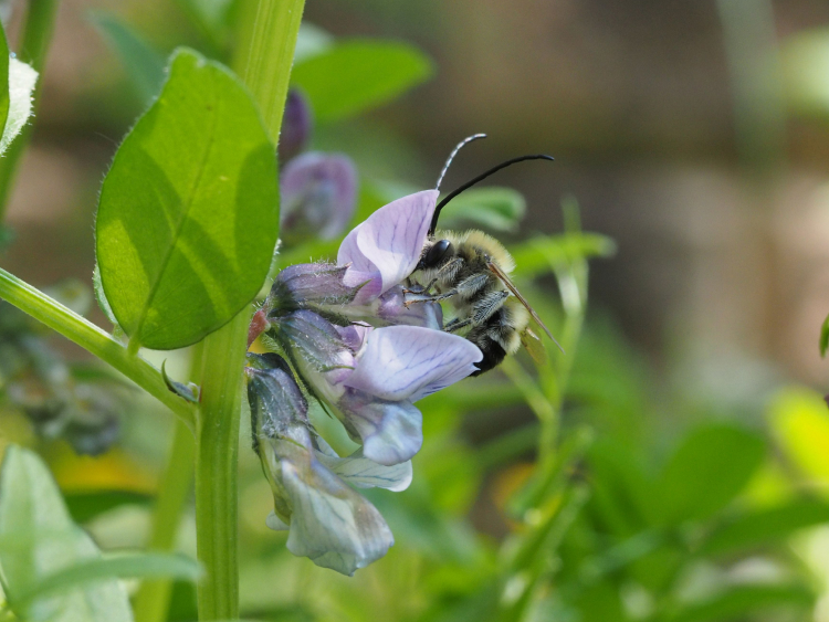Die Mai-Langhornbiene an einer Zaun-Wicke.