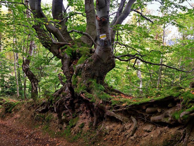Ein alter Baum im Wald mit einem dicken Stamm