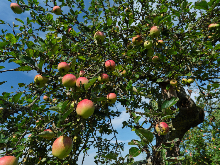 Ein Apfelbaum mit reifem Obst