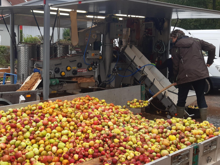 Äpfel werden mit der Schaufel auf eine Kelteranlage auf einem Anhänger gelegt.