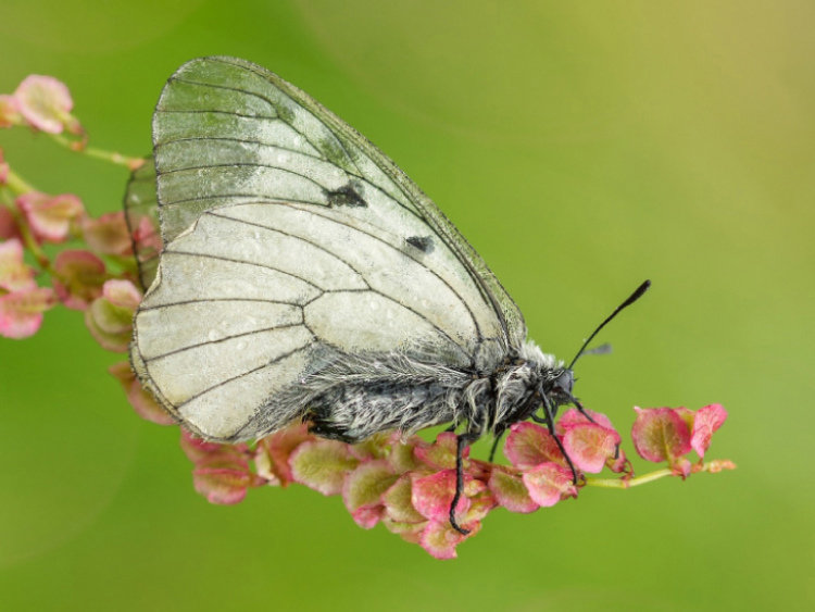 Nahaufnahme eines Schmetterlings mit weiß-schwarzen Flügeln, der auf einer Blüte sitzt.
