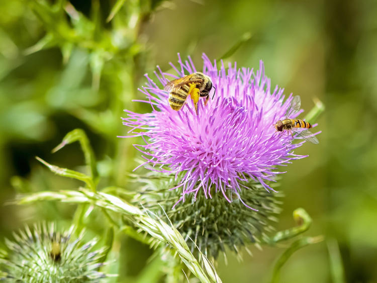 Nahaufnahme einer lila Blume mit einer Biene, die gerade nach Pollen sucht.