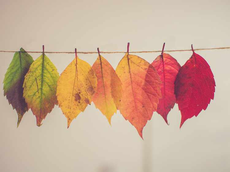Herbstlich gefärbte Blätter, nebeneinander an einem Faden aufgehängt