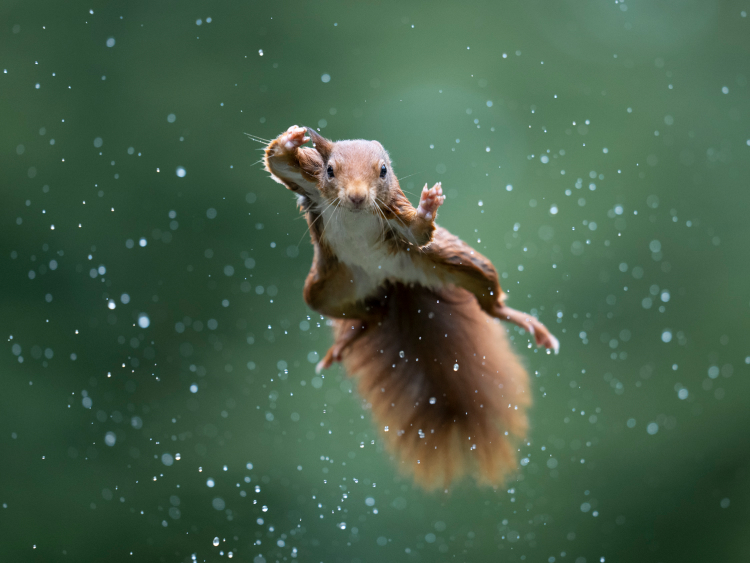 Rotes Eichhörnchen, Niederlande 