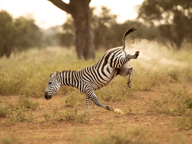 Zebra, Kenia