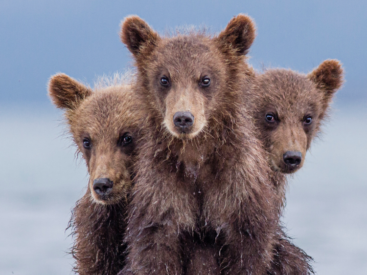 Sibirsche Braunbären, Russland 