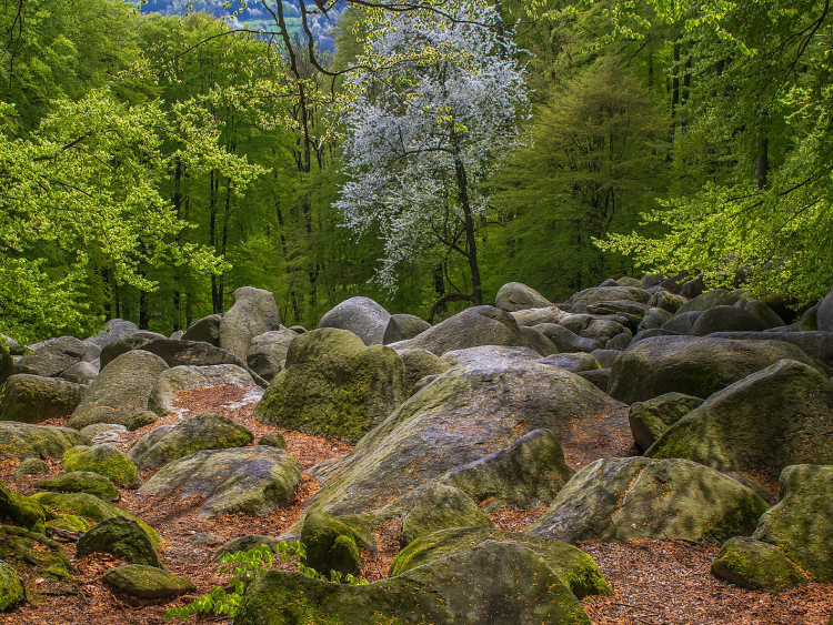 Zahlreiche Felsen liegen im Wald.