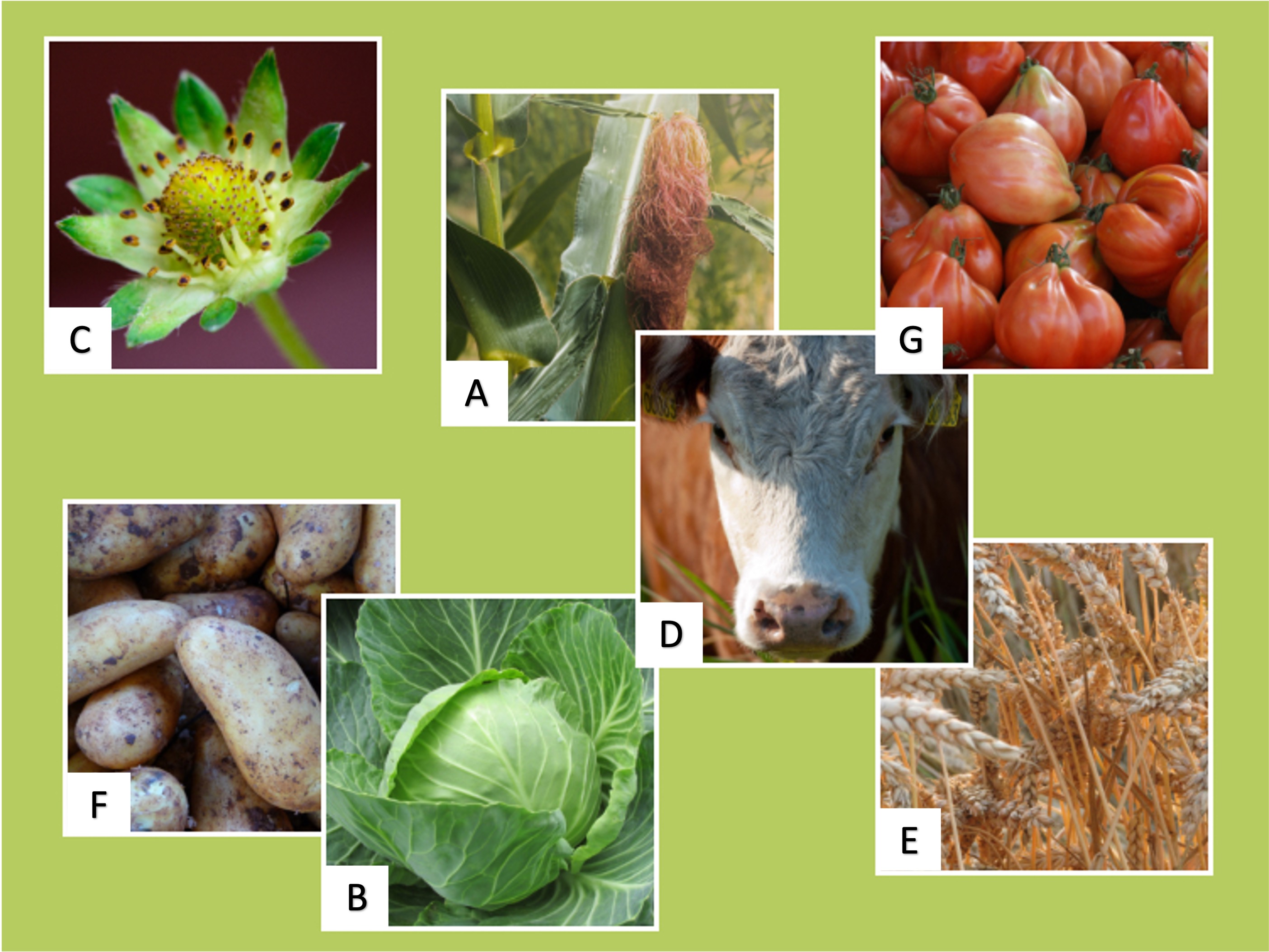 Bilder von einer Erdbeere, Maiskolben, Tomaten, Kartoffeln, Kuh, Weißkohl und Weizen