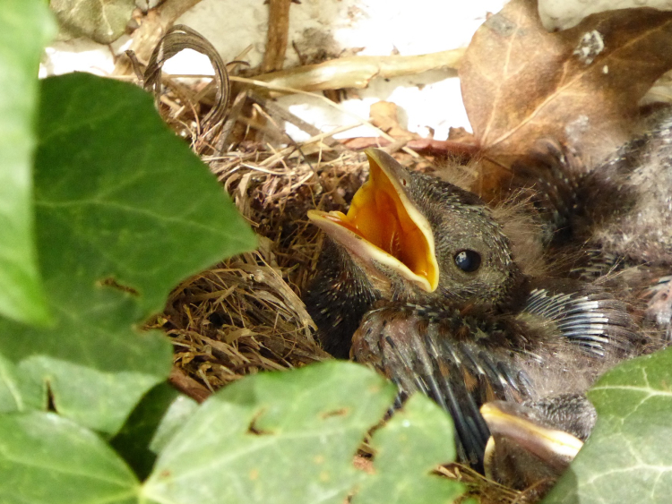 Ein junger Vogel in einem Nest.
