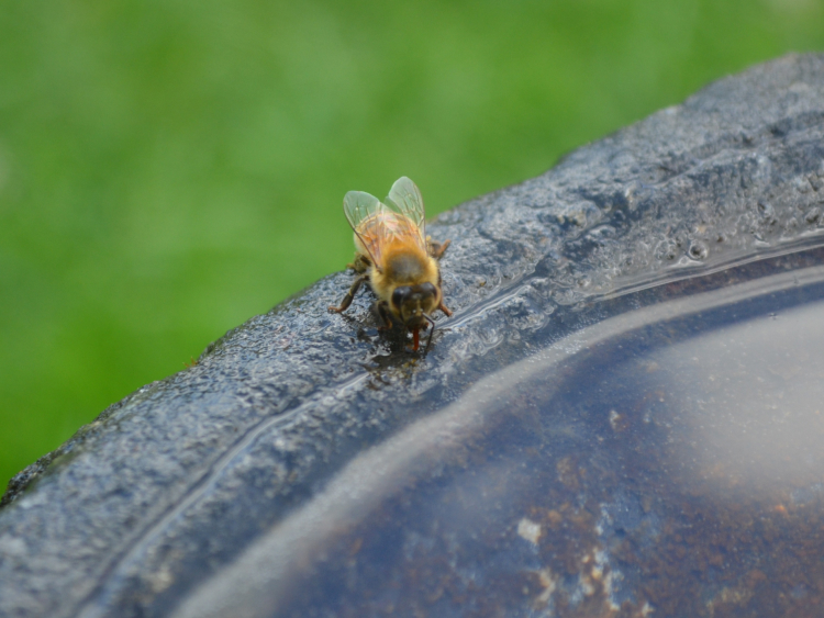 Eine Biene trinkt aus einer Wassertränke