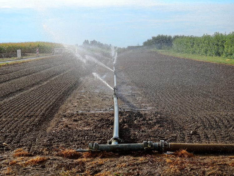 Ein Feld wird künstlich bewässert mit einer Bewässerungsanlage