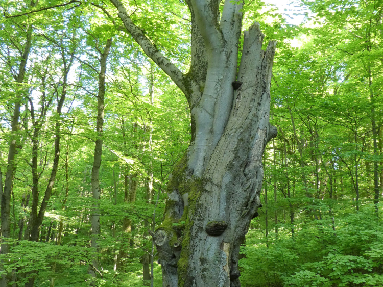 Foto eines alten Baumstamms in einem Laubwald