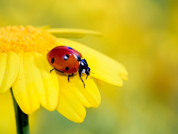 Nahaufnahme eines roten Marienkäfers auf einer gelben Blüte. 