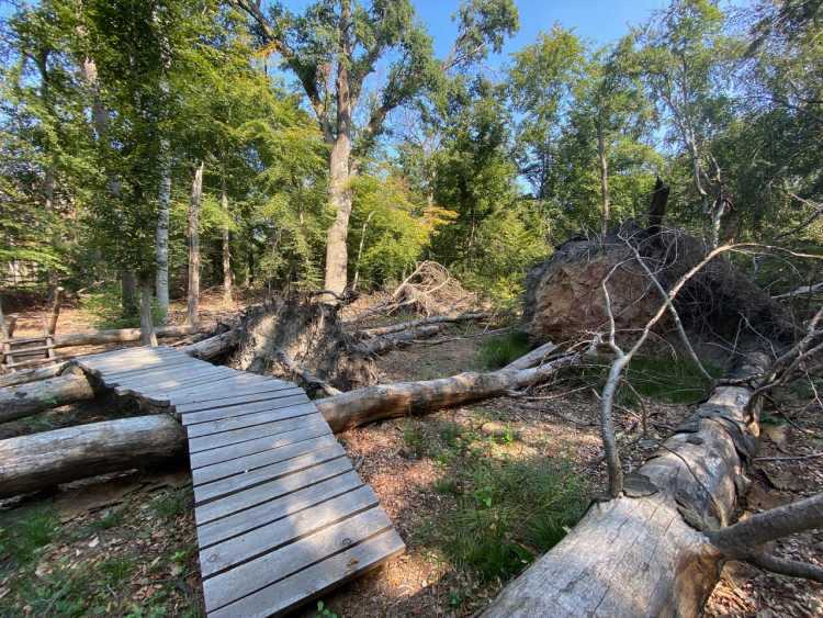Aufnahme des Fabiennesteigs mit einer Holzbrücke über einen umgefallenen Baumstamm.