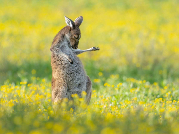 Känguru steht auf Wiese und hebt die Arme.