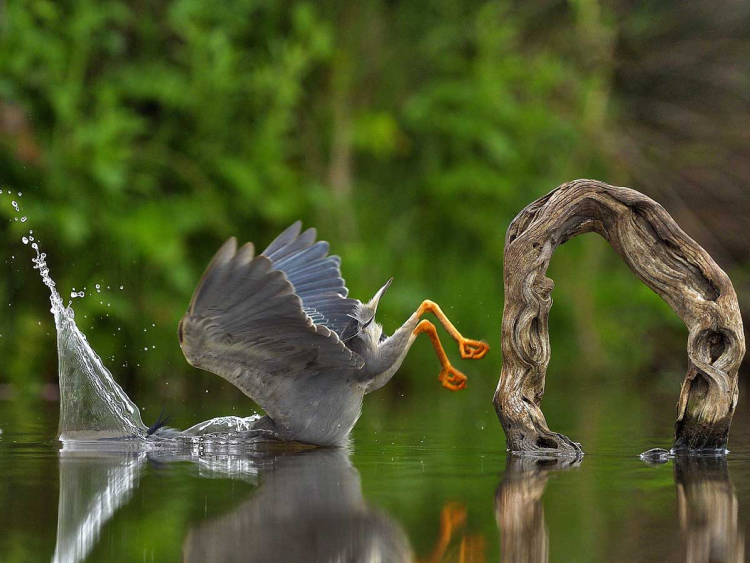 Ein Reiher taucht beim Fliegen mit dem Kopf unter Wasser.