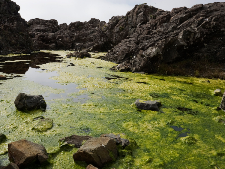 Aufnahme einer Bucht zwischen Felsen, deren Wasseroberfläche mit grünen Algen bedeckt ist. 