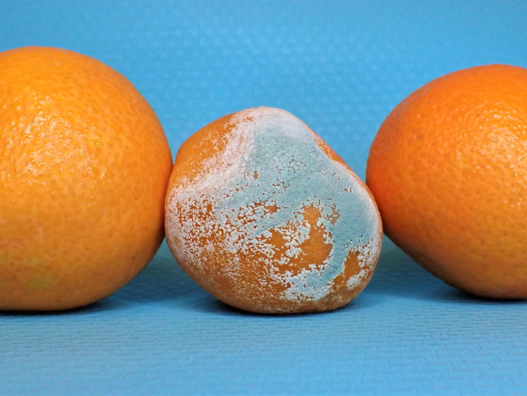 Blauer Schimmel auf einer Orange