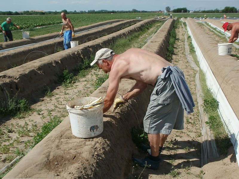 Arbeiter bei der Ernte auf einem Spargelfeld