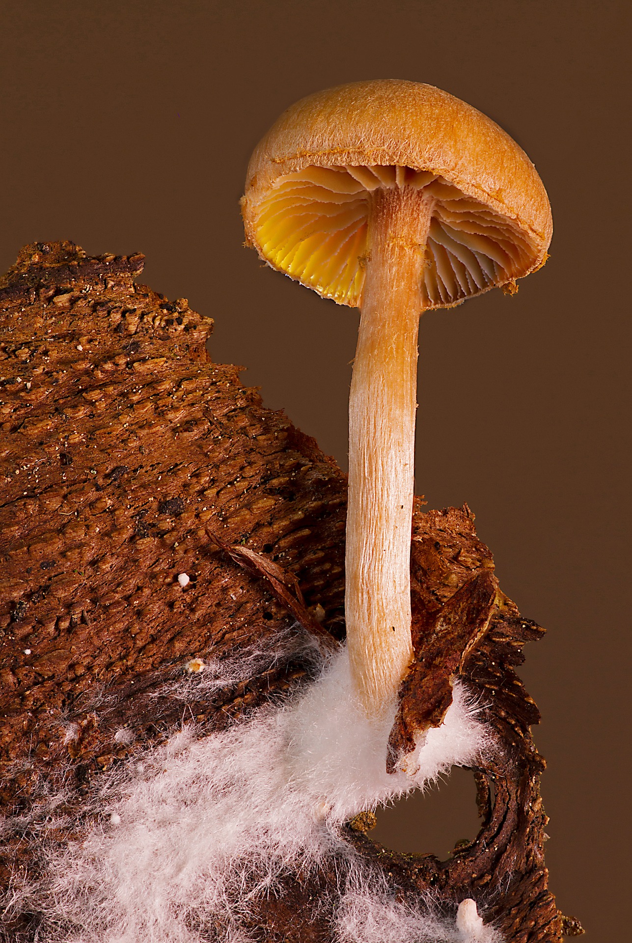 Ein Pilz wächst auf einer Baumrinde.