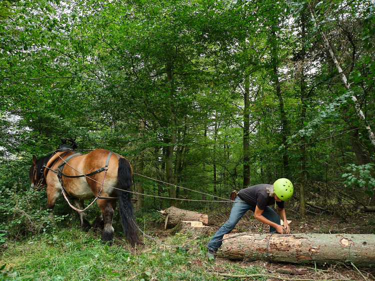 Ein Rückepferd zieht einen Baumstamm durch den Wald