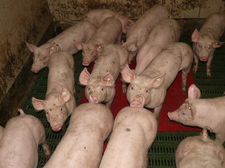 Viele Schweine in einem Stall mit Spaltenboden