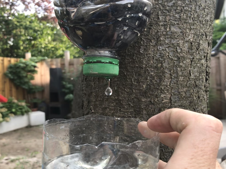 Eine Flasche mit Inhalt hängt umgekehrt vor einem Baum, aus ihr tropft klares Wasser in eine Schale darunter. 