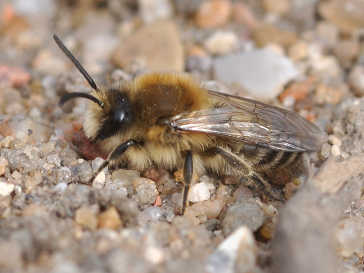 Nahaufnahme einer Frühlings-Seidenbiene, die auf lockerem Sandboden sitzt. 