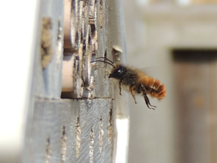 Eine Rostrote Mauerbiene im Flug