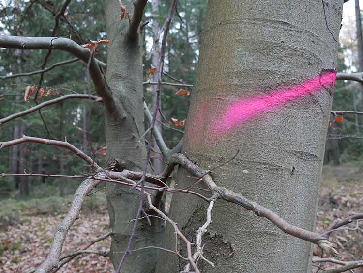 Ein Baum ist mit einer Sprühdose markiert.