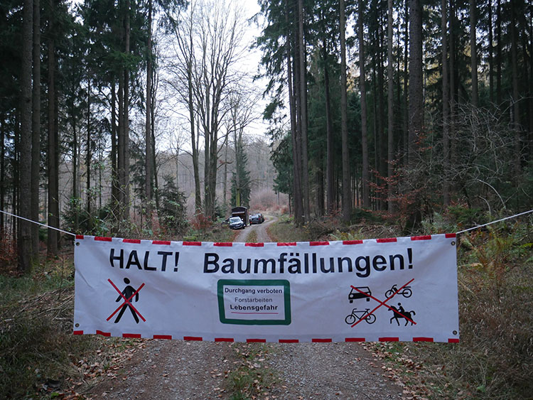 Herbst und Winter: Zeit für Waldarbeiten - ökoLeo Umwelt- und Naturschutz  für Kinder in Hessen
