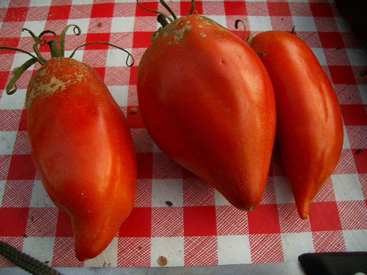 Andenhorn Tomaten auf Tisch