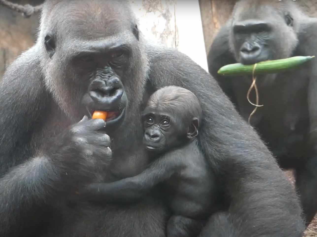 Zwei Gorillas und ein Gorilla-Baby
