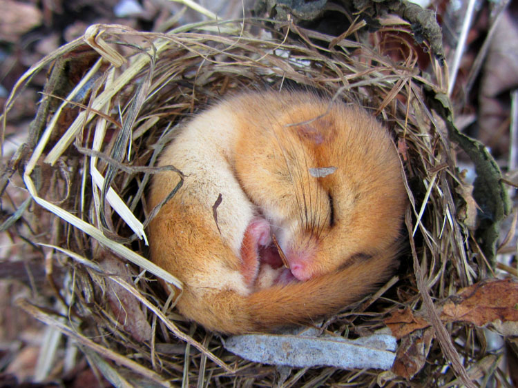 Eine Haselmaus hält Winterschlaf in einem Vogelnest. 