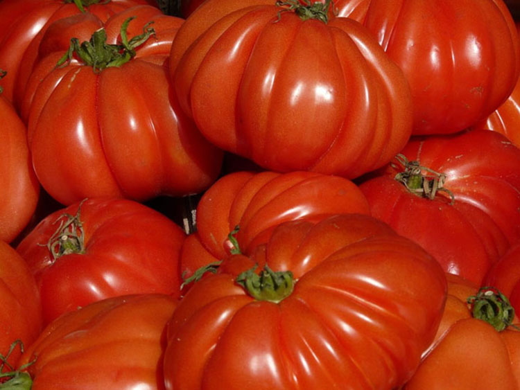 viele große Tomaten der Sorte "Ochsenherz" aufeinander gelegt