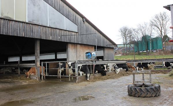 Kühe vor den Stallungen auf dem Bauernhof.
