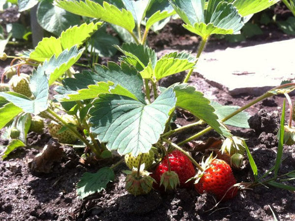 Erdbeeren auf  dem Feld
