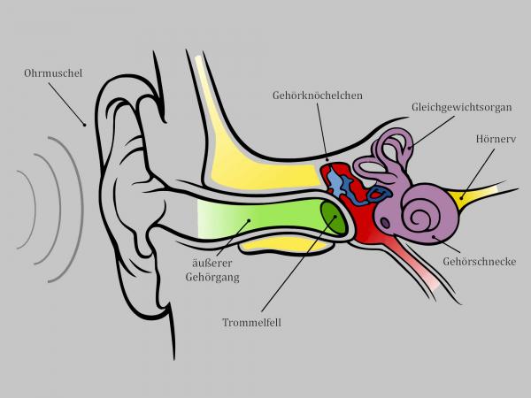 beschriftete Zeichnung des menschlichen Gehörgangs