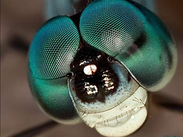 Die Augen von Insekten wie dieser Libelle bestehen aus vielen Einzelaugen.